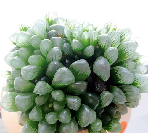 玉露的阳光之忧——为何玉露怕太阳晒？