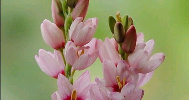 玉米百合，一种潜力未知的复花植物（探究玉米百合的复花特性及其应用前景）