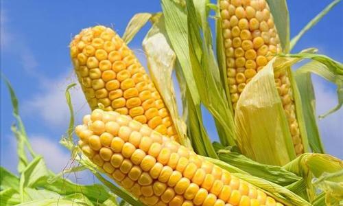 探究玉米的外观特征（了解玉米的生长过程及其形态特征）