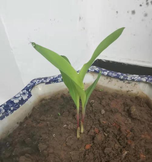 玉米发芽的过程（种子萌发）