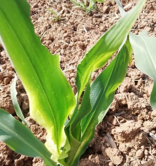 玉米花叶病的预防和治疗（掌握这些方法）
