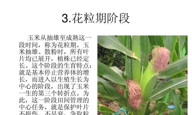 科学浇水，让玉米长得更好（玉米几天浇一次水最好）