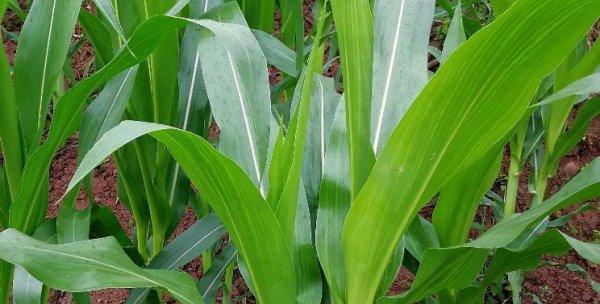 春玉米种植指南（合适的时间）