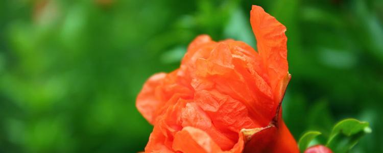 石榴花的花语与寓意——丰收、繁荣与希望（石榴花花语的解读及文化内涵）