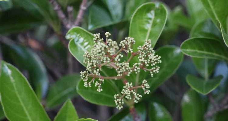 石楠花花语——浪漫与希望的化身（探寻石楠花的花语之美）