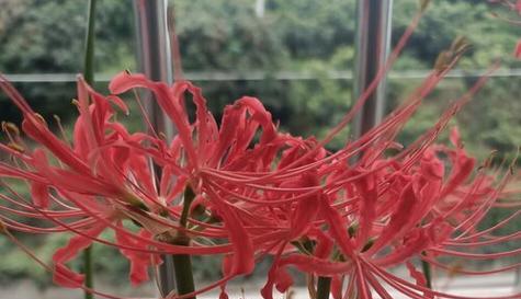 石蒜花的寓意——坚韧不拔（从石蒜花中汲取的生命力与勇气）
