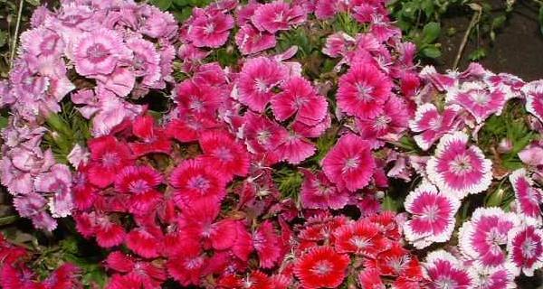 石竹花的花语与意义（探索石竹花的世界）