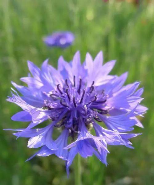 矢车菊的花语与美丽传说（探索矢车菊花的花语）