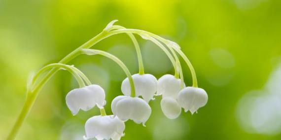 世界上最浪漫的花（赤诚、纯真、热情）