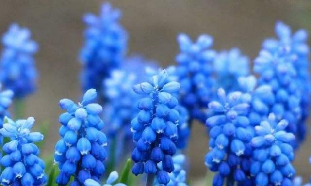 探寻花海中的爱意（世界上最美的花语及其象征的）