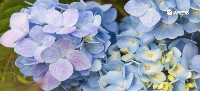 送给老师的花语之美（用花传达学生对老师的感激之情）