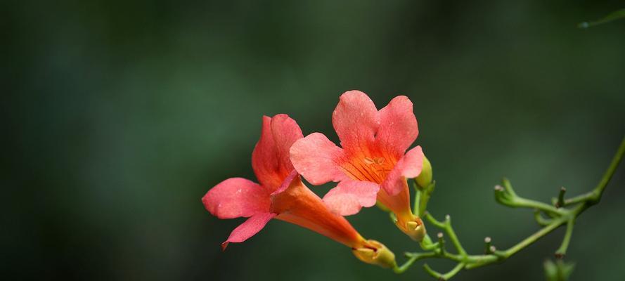 送给老师的花语之美（用花传达学生对老师的感激之情）