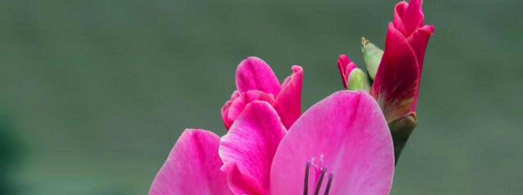 送给老师的花语之美（用花传达学生对老师的感激之情）