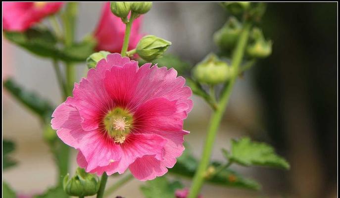 蜀葵花之美与象征（以蜀葵花为主题的花卉文化探索）