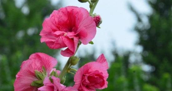 蜀葵花语的意义与象征（探索蜀葵花的美丽寓意）