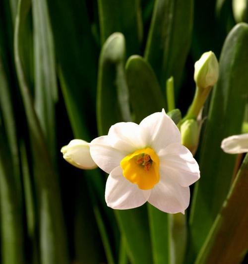水仙花的象征意义及深层寓意（美丽的水仙花）