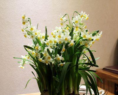 水仙花的象征意义及深层寓意（美丽的水仙花）