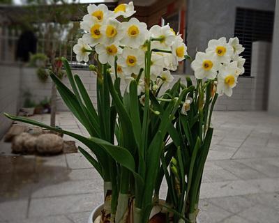 水仙花的象征意义及深层寓意（美丽的水仙花）