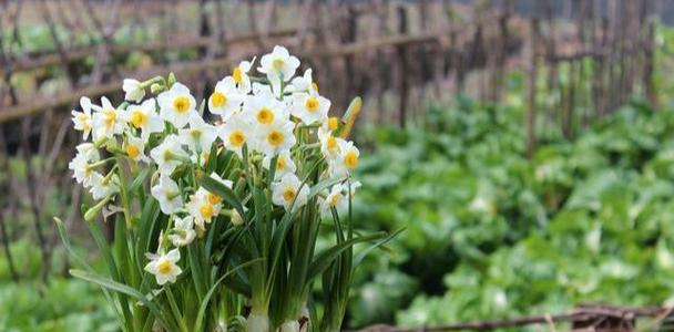 水仙花的花语与意义（探寻水仙花的隐藏心语与象征）