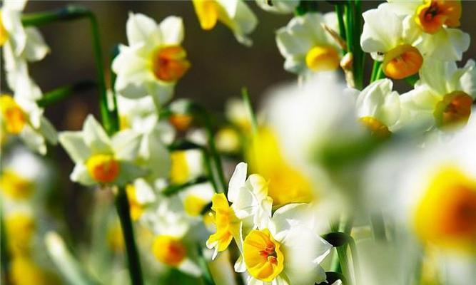 水仙花的花语与意义（探寻水仙花的隐藏心语与象征）