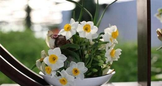水仙花的象征意义——生命与希望的化身（探寻水仙花的美与深意）