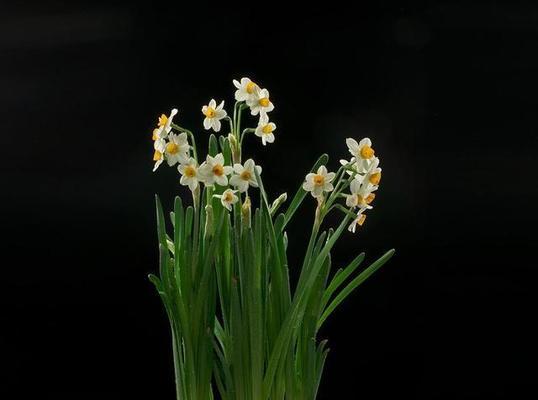 水仙花（探寻水仙花的文化寓意）