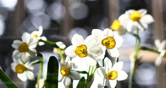 水仙花（探寻水仙花的文化寓意）