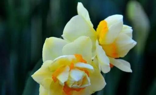 水仙花的花语与寓意（探索水仙花的神秘象征与象征意义）