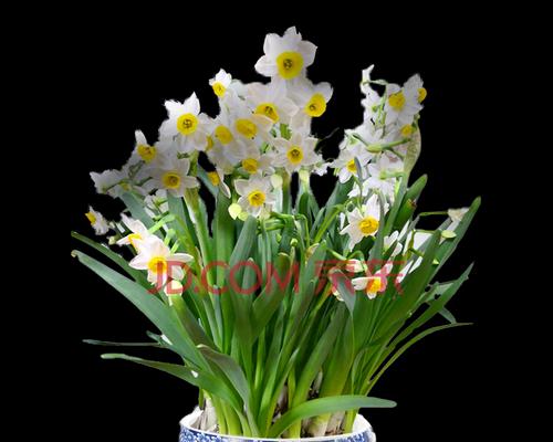 水仙花花语及寓意，送给何人最合适（探讨水仙花的花语和适合赠送的人群）