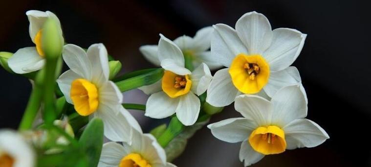 水仙花花语（探寻水仙花的美丽内涵与历史传统）