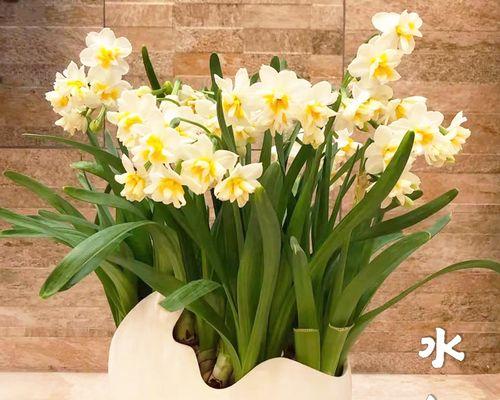 水仙花的寓意与象征意义（追寻纯洁与坚韧的生命之花）