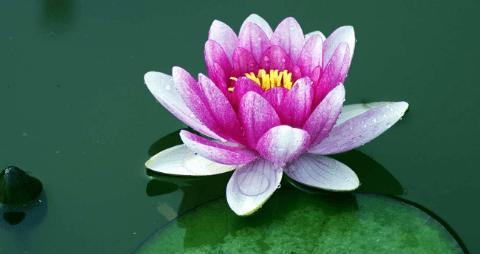 睡莲的花语和寓意（解读睡莲的深刻内涵与美丽寓意）