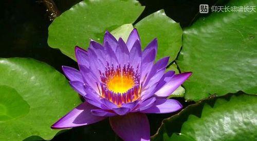 睡莲花语（探秘睡莲的花语与含义）