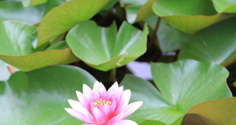 睡莲花语的意义与象征（水中的宁静与美丽）