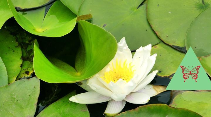 睡莲花语与它所传递的意义（莲花的花语探秘）