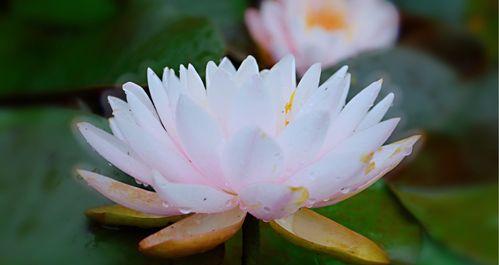 睡莲花语与它所传递的意义（莲花的花语探秘）
