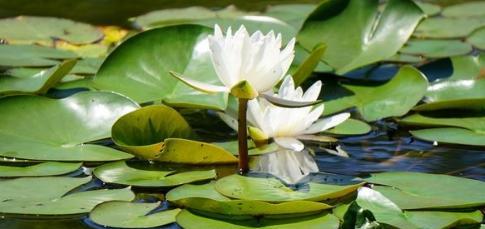 睡莲花语与它所传递的意义（莲花的花语探秘）