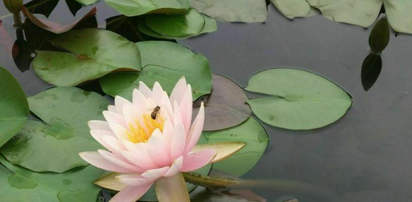 睡莲的花语与寓意（深入解读睡莲花的内涵）