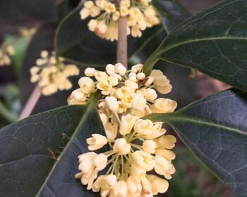 四季桂花的寓意与象征意义（四季桂花的馥郁芬芳与生命力）