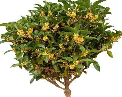四季桂花的寓意与象征意义（四季桂花的馥郁芬芳与生命力）