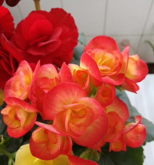 四季海棠花语与寓意（四季海棠花语的象征意义及寓意解读）