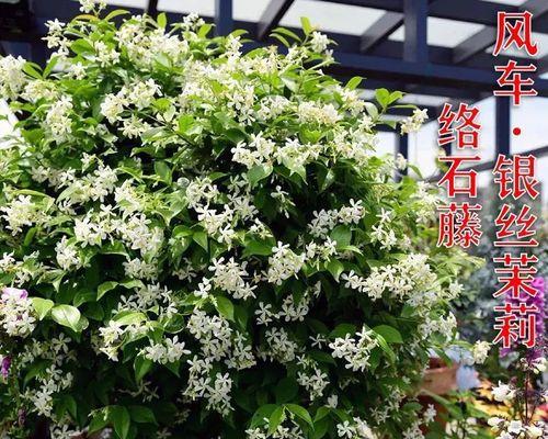 四季花海，繁花盛景（探索四季花海）