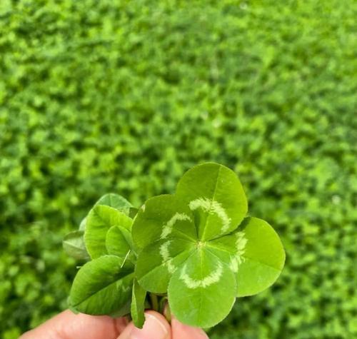 四叶草的象征意义与寓意（探究四叶草代表幸运与希望的背后故事）