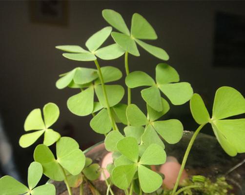 四叶草的神秘寓意（揭开四叶草的幸运密码）