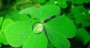 四叶草花语及其传说（四叶草的神秘象征与传说）