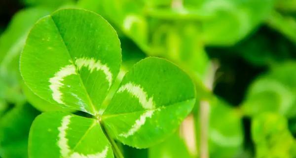四叶草的花语与寓意——幸运与希望（揭示四叶草的神秘力量）
