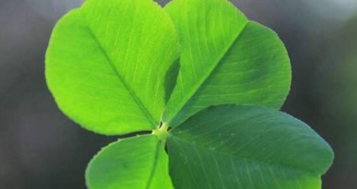 四叶草的花语与寓意——幸运与希望（揭示四叶草的神秘力量）