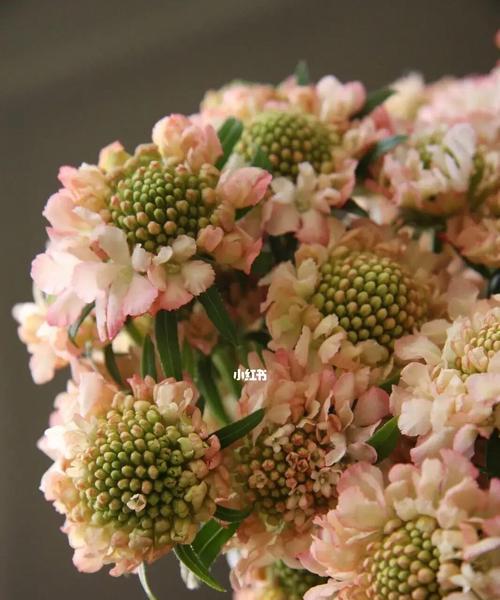 解读松虫草的花语（探究松虫草传递的情感和意义）