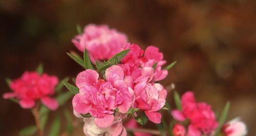 以松红梅的花语传递美丽和坚韧（花开寒冬）