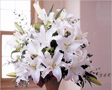 白百合花的象征意义（以送白百合花代表什么意思）